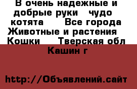 В очень надежные и добрые руки - чудо - котята!!! - Все города Животные и растения » Кошки   . Тверская обл.,Кашин г.